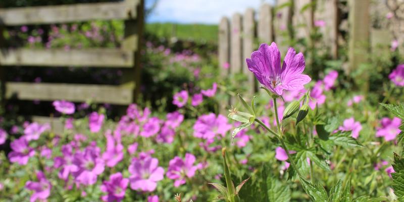 planten engelse tuin